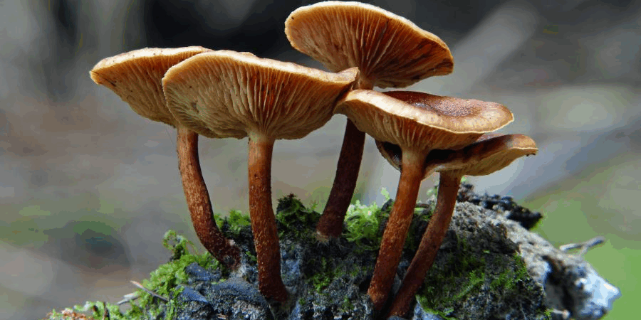 Pilze.png Vier braune Pilze mit gewölbten Hüten wachsen auf einem moosbedeckten Holzstück.