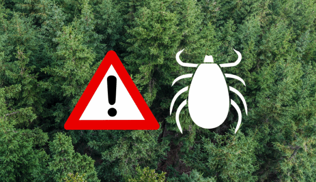Waldlandschaft mit einer Warnsymbolik und grafischem Hinweis auf Zecken.
