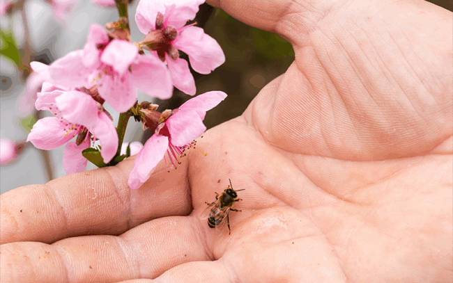 Biene_gross.png Eine Hand hält eine Biene und pinkfarbene Blüten, die in der Nähe blühen.
