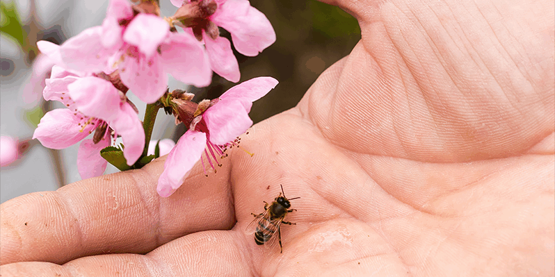 Eine Hand hält eine Biene und pinkfarbene Blüten, die in der Nähe blühen.