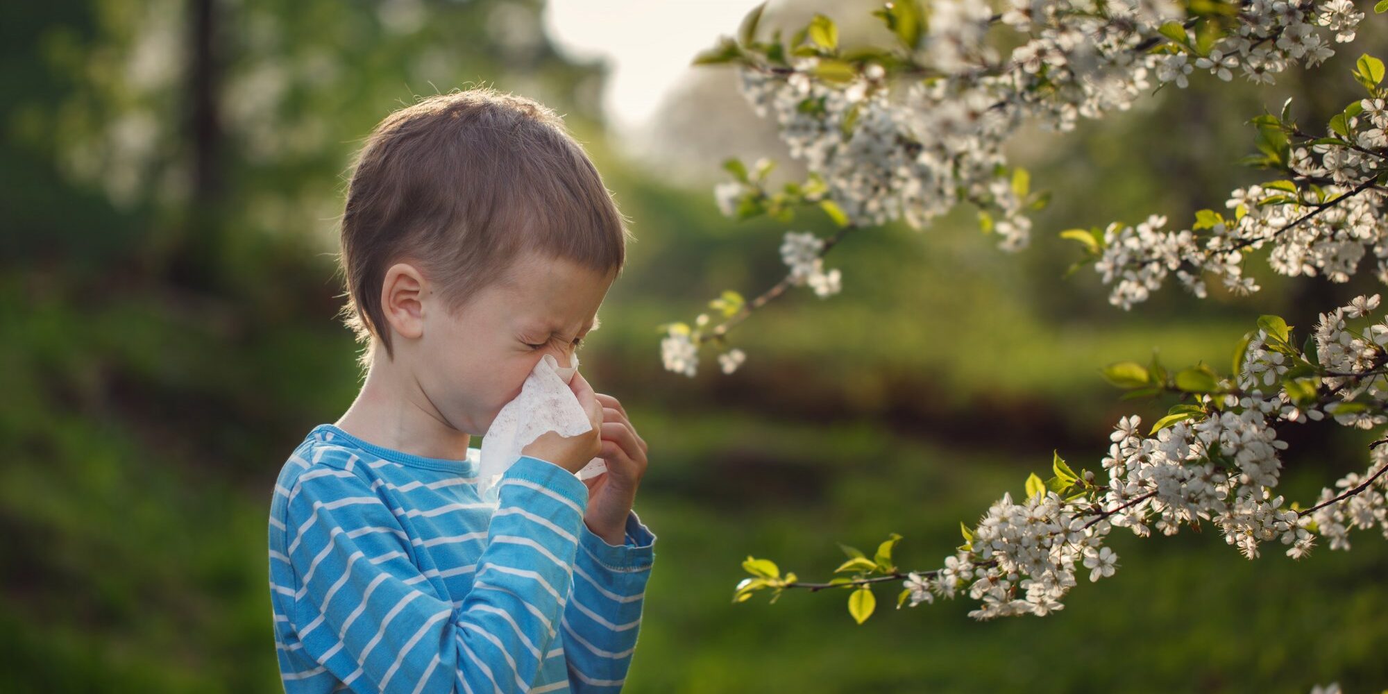 Allergie.jpg Ein Junge in einem gestreiften Shirt mit einem Taschentuch vor dem Gesicht steht vor blühenden Bäumen.