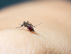 Close-up of blood sucking mosquitoes